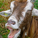 We also can do laughing goats