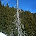 Ein toter Baum begleitet den Anstieg zur Simetsberg-Diensthütte.