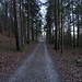 Der Weg geht bald in den Wald und wirkt die ersten Kilometer etwas trist