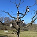 Baumhäuser für Vögel