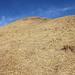 Il ripido tratto finale (circa 200 mt dislivello dopo il dosso vegetativo) tra erba olina e paglia verso il Monte Bavarione 1500 mt.