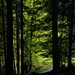 Morgenstimmung durch den Cholhüttenwald