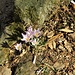 Crocus albiflorus Kit.<br />Iridaceae<br /><br />Croco bianco, Zafferano alpino<br />Crocus du printemps<br />Frühlings-Safran, Frühlings-Krokus