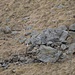 I miseri resti del ricovero del pastore (foto di Ferruccio)