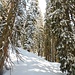 Durch einen Märchenwald geht's weiter zum Jöchel; die Spur ist kaum noch zu sehen, da 10cm Neuschnee fiel.