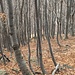 Nel bosco