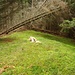 Herrlich so eine Wiese mit Schwarzbeerstauden, toppen tut das ganze noch, wenn die Schwarzbeeren reif sind :-)