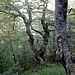Idylle am Wegrand