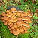 Es finden sich reichlich Pilze im Wald: Hallimasch,...