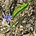 Scilla bifolia L.<br />Asparagaceae<br /><br />Scilla silvestre<br />Scille à deux feuilles<br />Zweiblättriger Blaustern, Zweiblättrige Meerzwiebel<br /><br />Crocus albiflorus Kit.<br />Iridaceae<br /><br />Croco bianco, Zafferano alpino<br />Crocus du printemps<br />Frühlings-Safran, Frühlings-Krokus