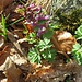 Corydalis solida (L.) Clairv.<br />Papaveraceae<br /><br />Colombina solida<br />Corydale à tubercule plein<br />Festknoliger Lerchensporn