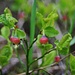 Blüten der Heidelbeere (Vaccinium myrtillus). 