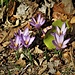 Crocus albiflorus Kit.<br />Iridaceae<br /><br />Croco bianco, Zafferano alpino<br />Crocus du printemps<br />Frühlings-Safran, Frühlings-Krokus 