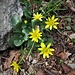 Ranunculus ficaria L.<br />Ranunculaceae<br /><br />Ranuncolo favagello<br />Ficaire<br />Scharbockskraut, Feigwurz
