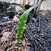 Phyllitis scolopendrium (L.) Newman<br />Aspleniaceae<br /><br />Scolopendra comune<br />Langue de cerf<br />Hirschzunge