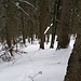 Zunächst geht es über den Waldrücken nach oben (bis Stellen 40/45° mit Schneeschuhen).