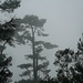Teilweise im Nebel, wirkten die Bäume noch größer als sie sind
