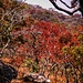 Brachystegia (Miombo) Bäume im Herbst der südlichen Halbkugel