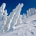 Signs of some strong and snow-loaded winds:<br />The pine trees are completely covered with snow on the southwest side...