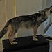 Un lupo imbalsamato del Museo Calderini di Storia Naturale.