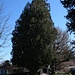 Thuja plicata, Riesenlebensbaum im Schlosspark, mit sehr fäulnisresistentem Holz, giftig