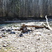 Ufer der Wutach