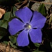 Pervinca