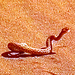 Eine Sidewinder, oder Namibviper bzw Zwergpuffotter hat sich aus dem Sand gekramt und guckt uns an (Bild stammt aus einer Hi8 Filmkamera der neunziger Jahre)