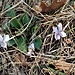 Viola odorata L.<br />Violaceae<br /><br />Viola mammola<br />Violette odorante<br />Wolriechendes Velichen