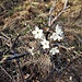 Prunus spinosa L.<br />Rosaceae<br /><br />Prugnolo, Pruno selvatico<br />Epine noir, Prunellier<br />Schlehdorn, Schwarzdorn