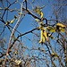 Betula pendula Roth<br />Betulaceae<br /><br />Betulla verrucosa <br />Bouleau blanc, Bouleau pendant<br />Hänge-Birke