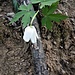 Anemone nemorosa L.<br />Ranunculaceae<br /><br />Anemone bianca<br />Anémone des bois, Anémone sylvie<br />Busch-Windröschen, Wald-Anemone