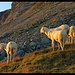 Schafe, die Berge anstarren