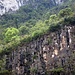 Dichte, grüne Vegetation oberhalb der Abbruchkante einer Klippe.