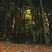 die ersten morgendlichen Sonnenstrahlen dringen durch den Wald ob Reichenbach