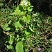 Alliaria petiolata (M. Bieb.) Cavara & Grande<br />Brassicaceae<br /><br />Alliaria comune<br />Alliaire officinale<br />Knoblauchhederich