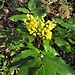 Berberis aquifolium Pursh<br />Barberidaceae<br /><br />Maonia