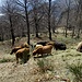 salendo verso i monti : mucche Scozzesi