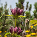 Unser botanisches Highlight der Wanderung: Purpur-Enzian (Gentiana purpurea).