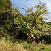 Sehr schöner Baum