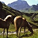 Cavalli a Ober Stafel