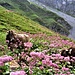 Brune alpine poco sotto il Ruosalper Chulm.