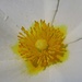 Blütenstaub / polline