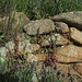 Echter Venusnabel (Umbilicus rupestris) und Schopf-Lavendel (Lavandula stoechas)
