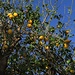 Zitronenbaum.....so schön!/ Quanto mi piace il limone!