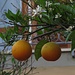 Orangen! Auch sie blühen und tragen gleichzeitig Früchte! / arance! Anche loro hanno i frutti e i fiori insieme!