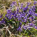 Märzveilchen (Viola odorata).