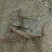 Naturkunst im Granit: wer findet das Nashorn?<br />Arte della natura nel granito: chi vede il rinoceronte?