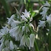 Glöckchen-Lauch, Allium triquetrum am Bach / al ruscello