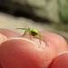 Lustige kleine grüne Spinne: / ragno picino verde: Kürbisspinne (Araniella cucurbitina)<br />Sieht aus, als ob sie auf dem Hinterteil ein Gesicht hätte:-) / Sembra di avere una faccia sul suo sedere:-)